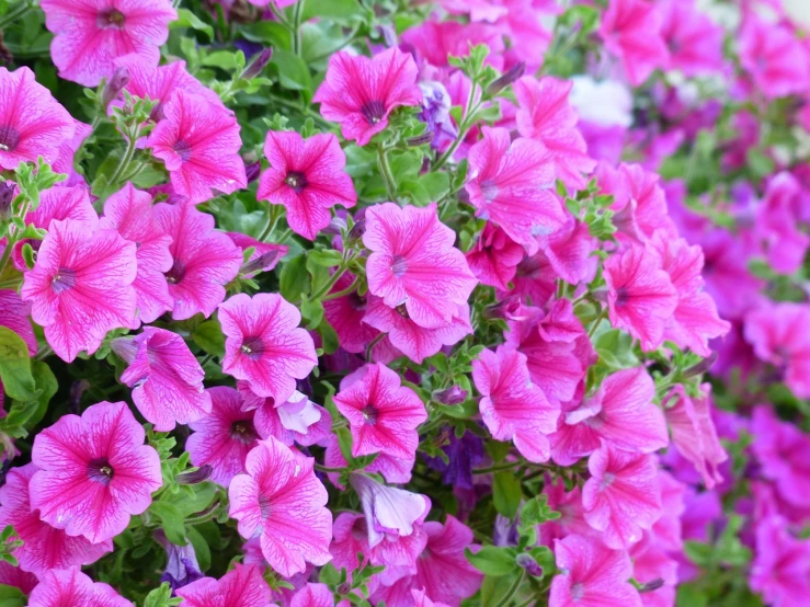 a close up of a bunch of pink flowers, by Lorraine Fox, morning glory flowers, hanging gardens, purple and green colors, high quality product image”