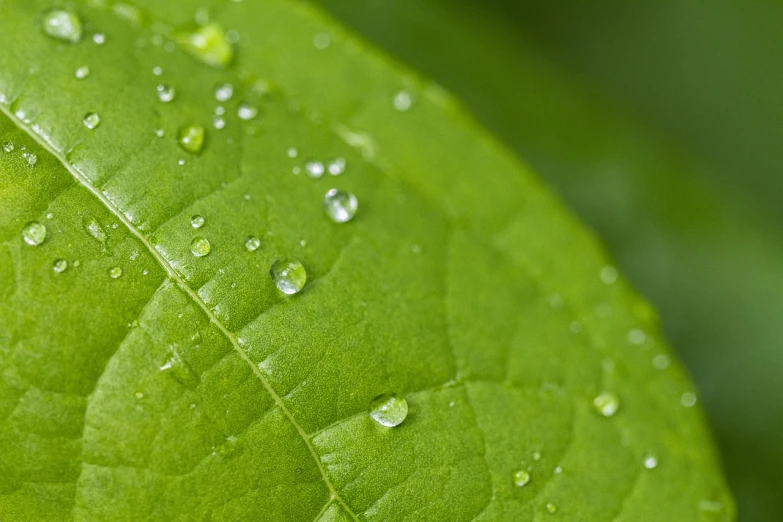 a close up of a leaf with water droplets on it, by Edward Corbett, banner, green technology, hiperdetailed, rain sensor