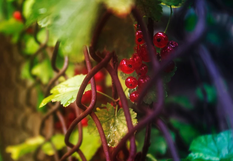 a close up of a bunch of berries on a tree, a tilt shift photo, romanticism, vines on the walls, fantasy magical vegetation, innocent look. rich vivid colors, vegetable foliage