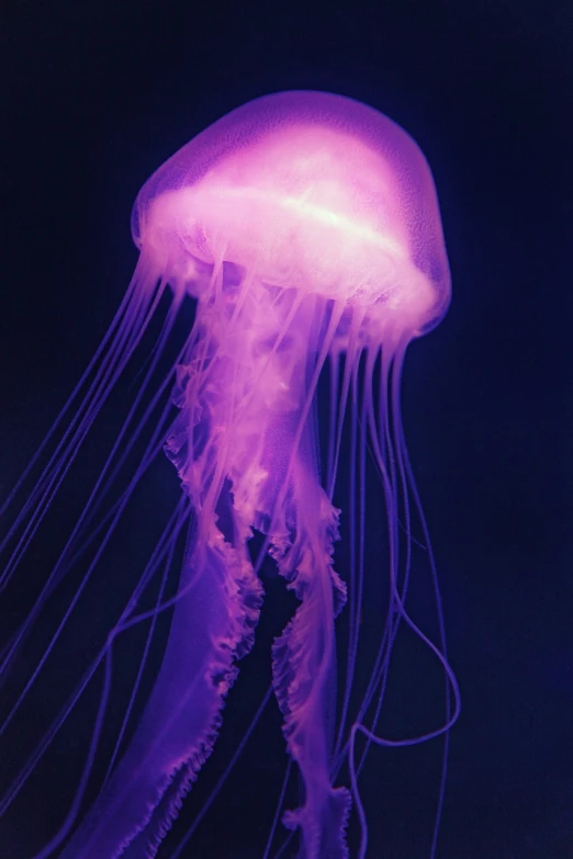 a jellyfish is glowing purple in the dark, unsplash, photostock, coloured film photography, 2000s photo, dramatic pink light