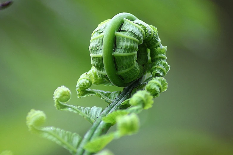 a close up of a plant with a blurry background, by Robert Brackman, flickr, renaissance, psychedelic fern, curled perspective, flower sepals forming helmet, chrysalis