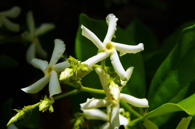 a close up of a plant with white flowers, by Robert Griffier, hurufiyya, jasmine, beauttiful stars, calcutta, smooth tiny details