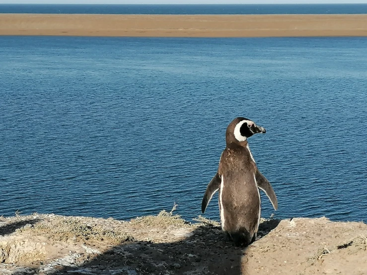 a penguin standing on top of a cliff next to a body of water, a picture, purism, in chuquicamata, !! looking at the camera!!, warm sunshine, 🦩🪐🐞👩🏻🦳