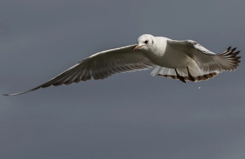 a bird that is flying in the sky, a portrait, by Dave Allsop, pale head, not cropped, hull, benjamin vnuk