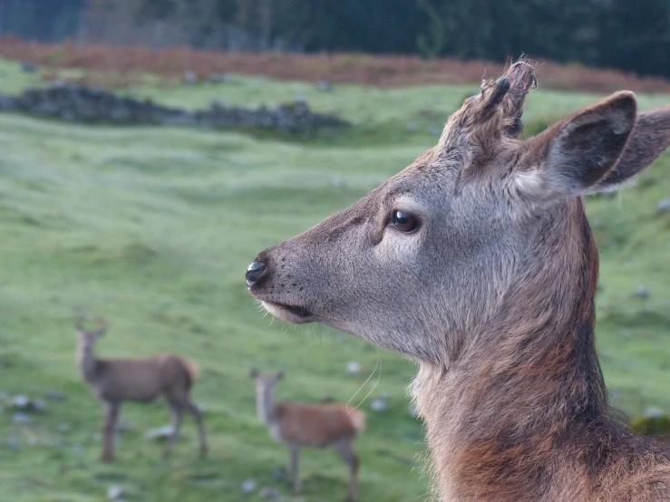 a close up of a deer in a field, by Robert Brackman, flickr, princess in foreground, looking distracted, sarah cliff, mossy head