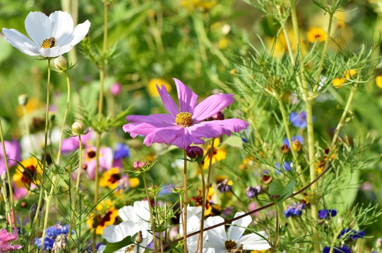 a field full of purple and white flowers, pink yellow flowers, cosmos, full of colour 8-w 1024, aubrey powell