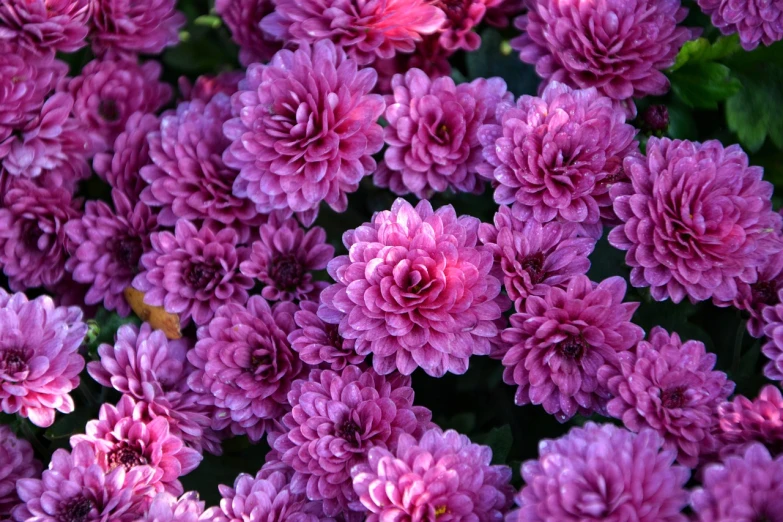 a close up of a bunch of purple flowers, chrysanthemum eos-1d, high quality product image”