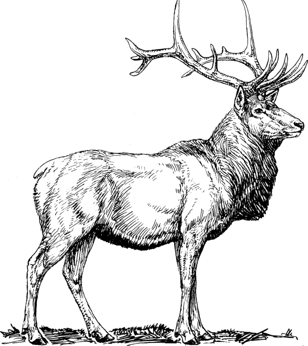 a black and white drawing of a deer, lineart, by Andrei Kolkoutine, digital art, mottled coloring, black backround. inkscape, elk, wide screenshot