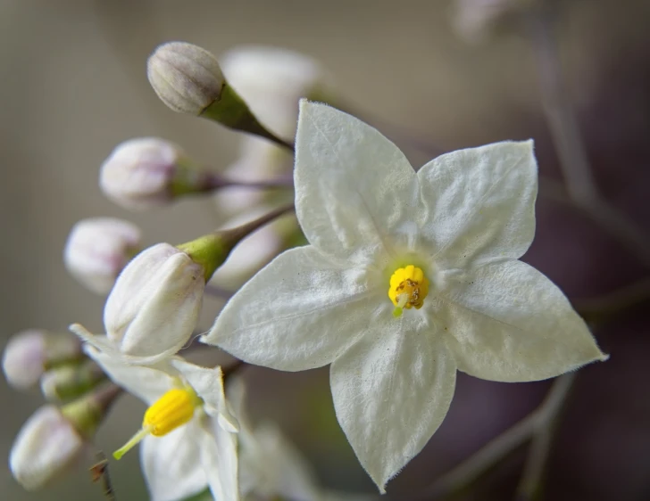 a close up of a white flower with yellow centers, by Robert Brackman, hurufiyya, jasmine, hdr detail, australian wildflowers, fine line detail