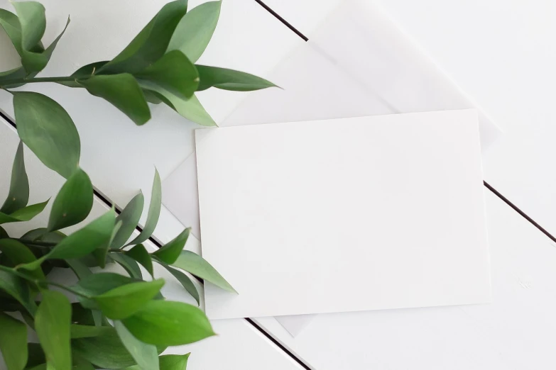 a white envelope sitting on top of a table next to a plant, postminimalism, background image, white panels, product photo