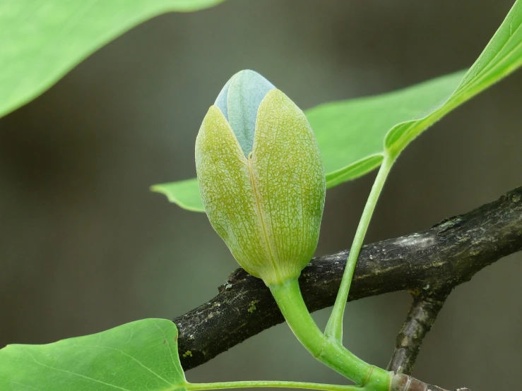 a close up of a flower bud on a tree branch, smooth oval head, sycamore, su fu, savannah