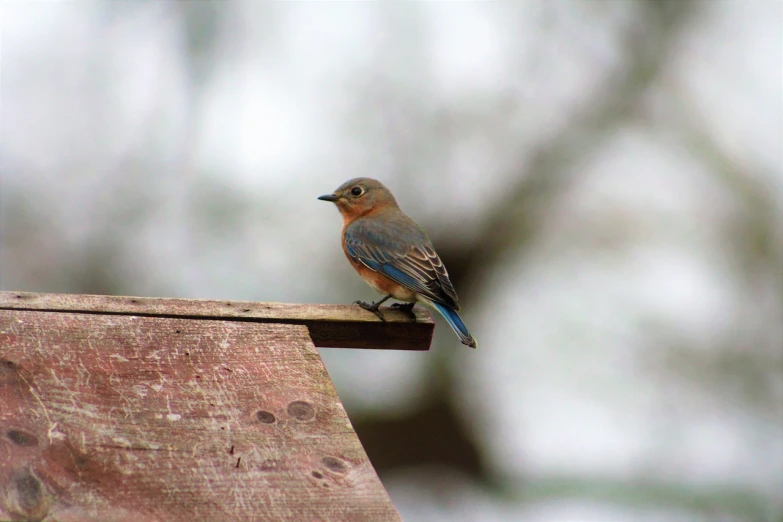 a small blue bird sitting on top of a wooden bench, a portrait, flickr, arabesque, aubrey powell, burnt sienna and cerulean blue, wisconsin, female gigachad