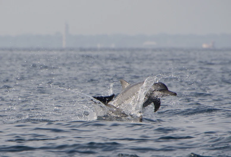 a dolphin is jumping out of the water, by Jim Manley, flickr, rhode island, seen in the distance, cub, fins