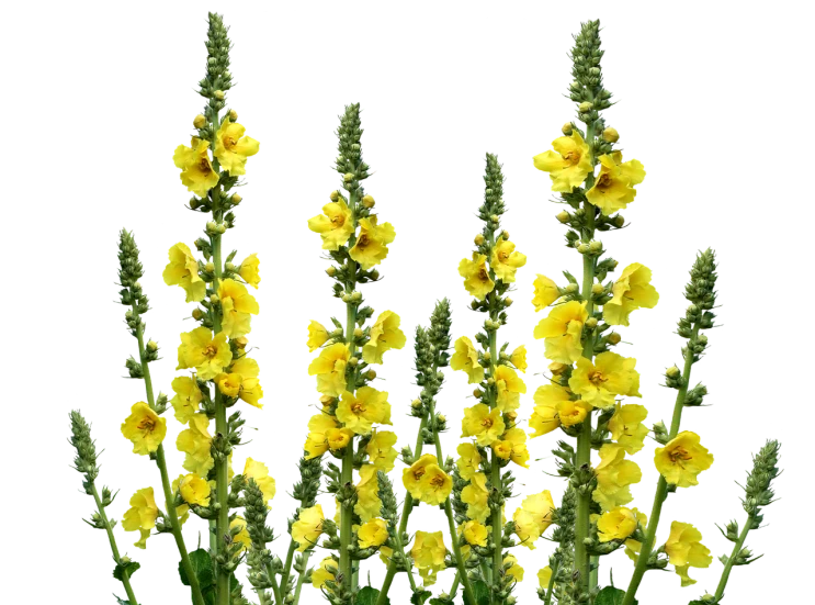 a vase filled with yellow flowers on top of a table, by Hans Fischer, flickr, stereogram, salvia, yellow lanterns, with a black background