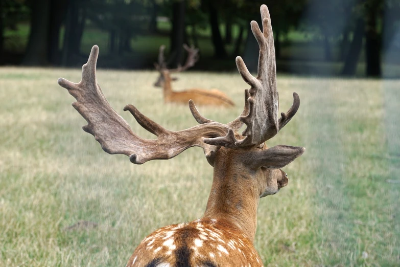 a herd of deer standing on top of a lush green field, a photo, ancient antler deity, profile close-up view, vienna, very accurate photo