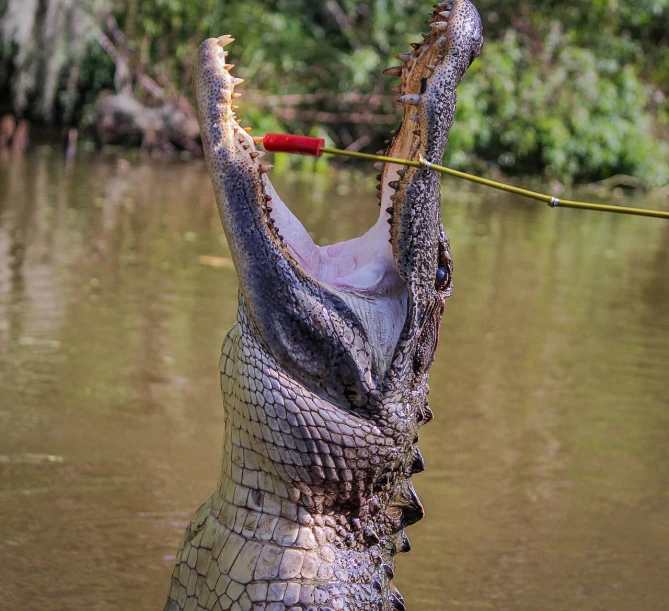 a close up of a crocodile with its mouth open, by Robert Brackman, pexels, the robot has a fishing rod, 🦩🪐🐞👩🏻🦳, photo taken from a boat, celebration