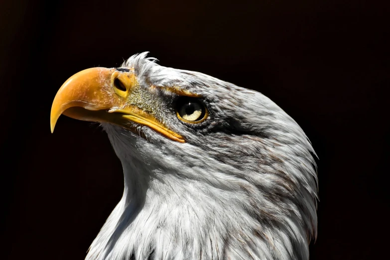 a close up of a bald eagle's head, by Dietmar Damerau, shutterstock, photorealism, high contrast!, zoo photography, above side view, stock photo