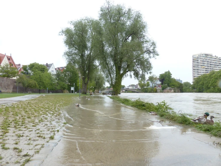 a couple of ducks that are standing in the water, a picture, by Robert Zünd, shutterstock, damaged streets, trees!!, rain!!!!, river confluence