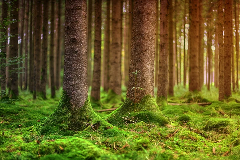 a forest filled with lots of green trees, a tilt shift photo, by Jacob Kainen, mossy trunk, mikko lagerstedt, by joseph binder, warm wood