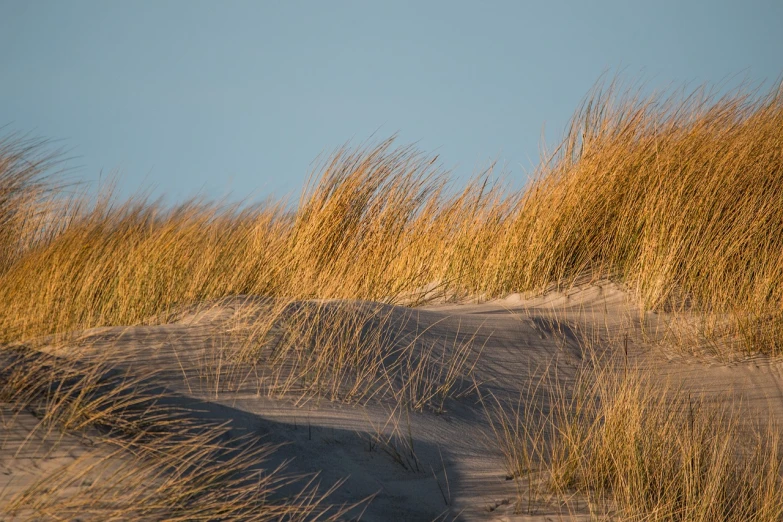 a person riding a surfboard on top of a sandy beach, by Dietmar Damerau, figuration libre, phragmites, autumn wind, evening sunlight, endless grass