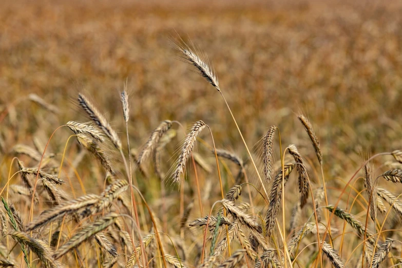 a field of wheat ready to be harvested, by David Simpson, pixabay, precisionism, telephoto shot, mixed art, high res photo, idaho