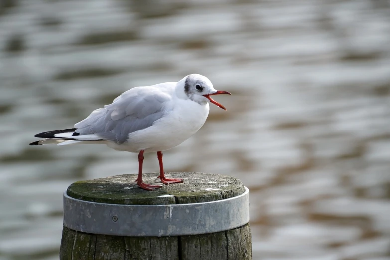 a seagull standing on top of a wooden post, a portrait, by Egbert van der Poel, trending on pixabay, happening, yelling, 8k 50mm iso 10, stock photo, resting