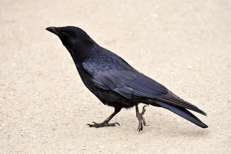 a black bird is standing on the ground, a portrait, shutterstock, renaissance, side view intricate details, crows feet, new mexico, file photo