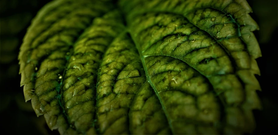 a close up of a leaf with water droplets on it, by Andrew Domachowski, renaissance, chewing tobacco, full of greenish liquid, dark green tones, intricately defined