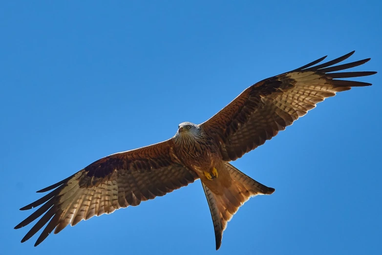 a large bird flying through a blue sky, a portrait, by Jan Rustem, hurufiyya, photograph of a red kite bird, female ascending into the sky, walking towards the camera, dragon flying