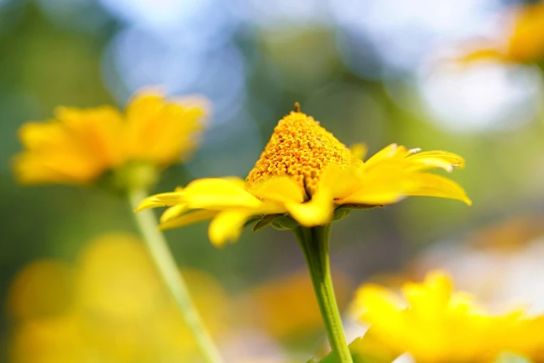 a close up of a yellow flower with a blurry background, a picture, chamomile, 3 4 5 3 1