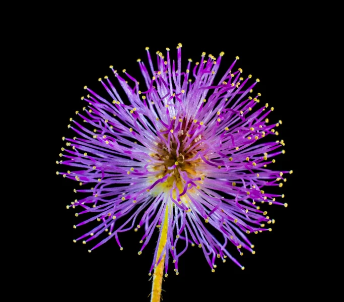 a close up of a purple flower on a black background, rasquache, tufty whiskers, firework, view from bottom to top, highres