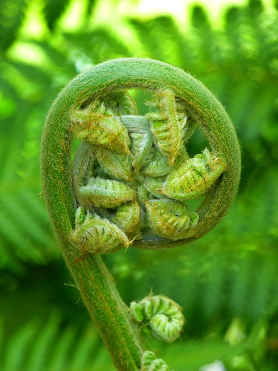 a close up of a plant with green leaves, a macro photograph, by Robert Brackman, hurufiyya, psychedelic fern, flowers growing out of its head, curled perspective, fibonacci sequences