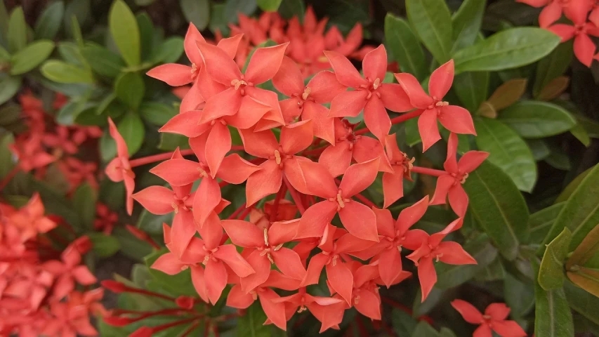 a cluster of red flowers with green leaves, hurufiyya, orange skin. intricate, subtropical flowers and plants, flower of life, michilin star