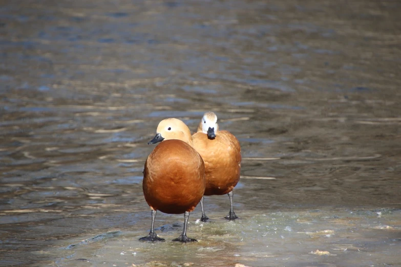 a couple of birds that are standing in the water, a portrait, by Jacob Duck, flickr, wearing a brown, bald, tourist photo, high res photo