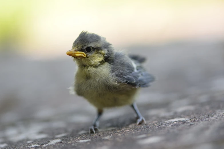 a small bird is standing on the ground, a picture, shutterstock, little kid, modern very sharp photo