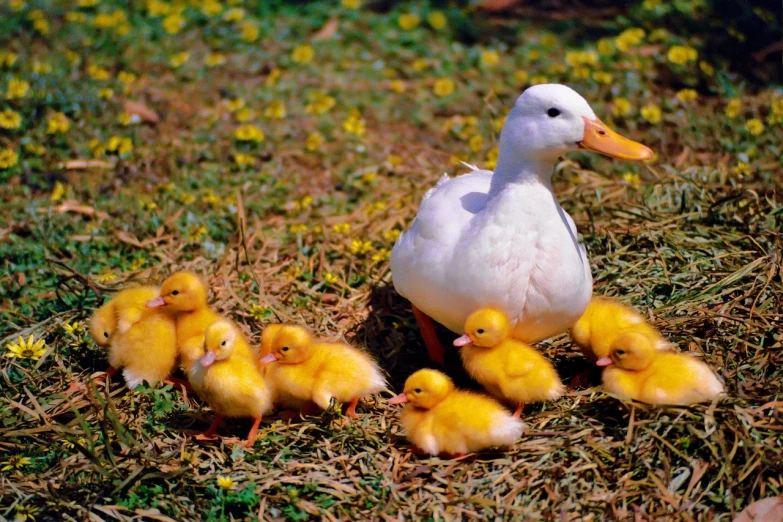 a group of ducks that are standing in the grass, a picture, by Maeda Masao, shutterstock, kodak film, motherly, 1024x1024, donald duck