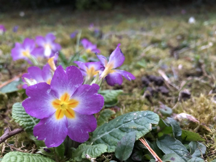 a purple flower sitting on top of a lush green field, by Robert Brackman, forest floor, winter vibrancy, flowers in a flower bed, m. c. esher