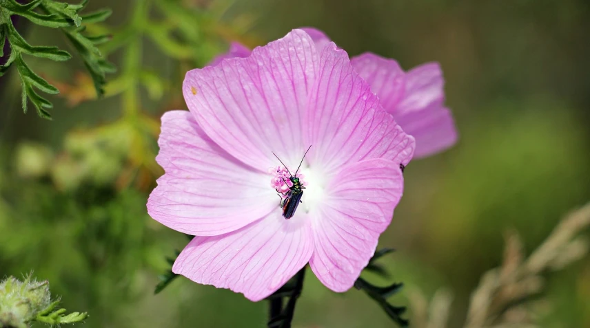 a close up of a pink flower with a bee on it, by Jan Rustem, flickr, romanticism, flax, hibiscus, violet cockroach, australian wildflowers