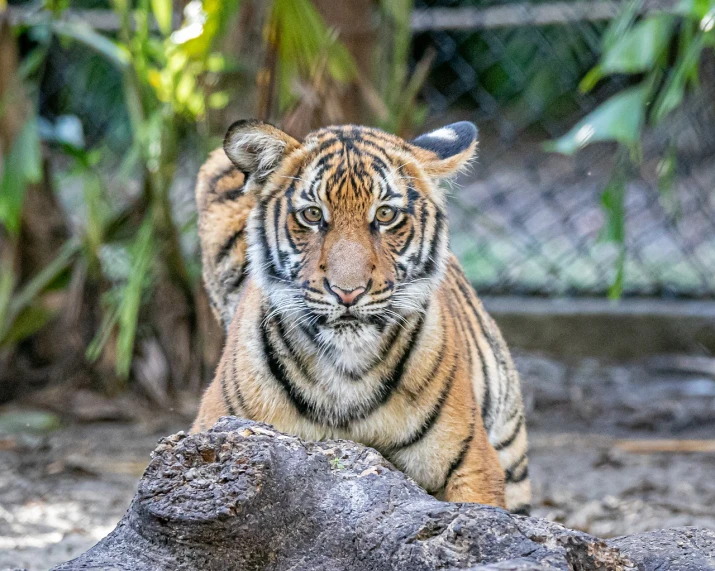 a close up of a tiger laying on a rock, a portrait, sumatraism, she is looking at us, 2 0 1 9, holding it out to the camera, full view with focus on subject