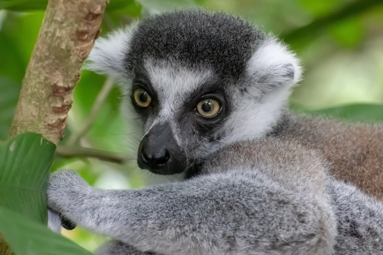 a close up of a lemur on a tree branch, a portrait, by Robert Brackman, avatar image, sfw, portrait of a small, 2020