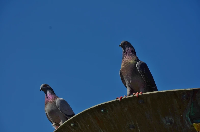 a couple of birds sitting on top of a metal bowl, a portrait, by Jan Rustem, pixabay, figuration libre, very low angle view, blue and pink, in the sun, pigeon