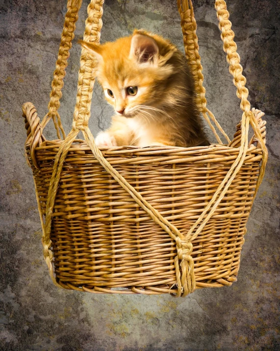 a kitten is sitting in a wicker basket, shutterstock contest winner, renaissance, photo manipulation, acrobatic, catwalk, new adventure