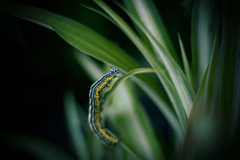 a close up of a leaf with a cater on it, a macro photograph, unsplash, the caterpillar, in the high grass, blue and yellow fauna, in the dark