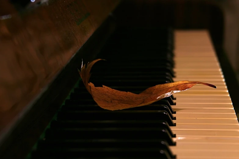 a leaf sitting on top of a piano keyboard, by David Garner, beautiful wallpaper, oud, beautiful autumn spirit, stained”