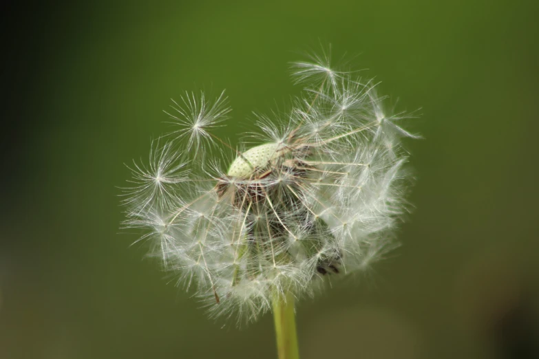 a close up of a dandelion with a blurry background, by Andrew Domachowski, hurufiyya, fluffy green belly, webs, seeds, side-view