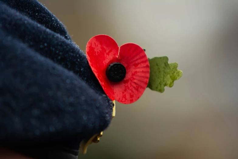 a close up of a red flower on a person's lapel, the great war, profile picture 1024px, berets, stock photo