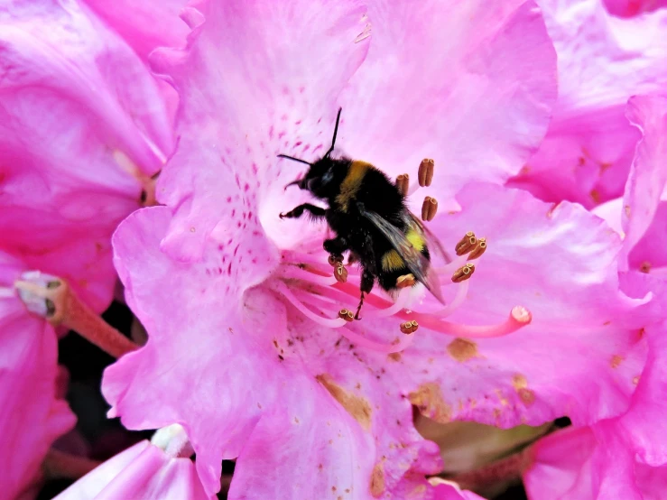 a bee sitting on top of a pink flower, by Phyllis Ginger, 🌸 🌼 💮, big!!!!!!!!!!!!, liam, hiding