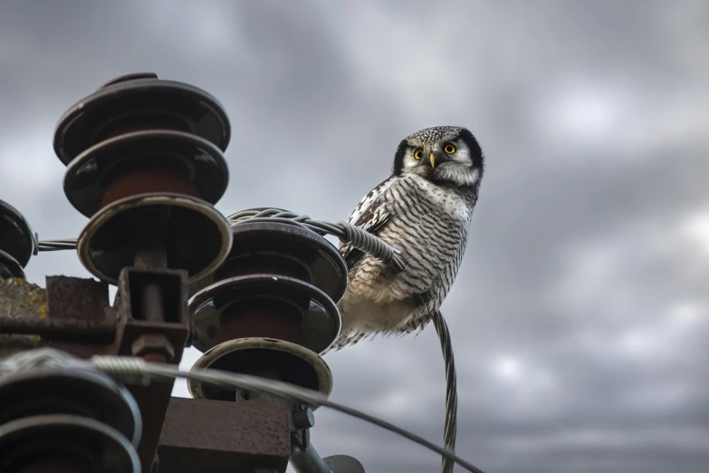 a bird sitting on top of a power pole, a portrait, shutterstock, happening, mechanical owl, very sharp photo, stock photo