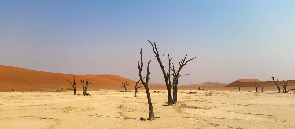 a group of dead trees sitting in the middle of a desert, a photo, by Erik Pevernagie, shutterstock, overhanging branches, 1128x191 resolution, tourist photo, sweeping landscape