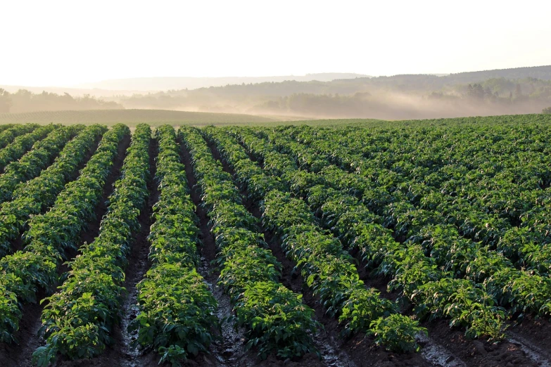 a large field filled with lots of green plants, a picture, by Robert Childress, shutterstock, potatoes, in the early morning, opening shot, subtle fog